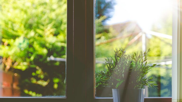 green leafed plant in front of window in shallow focus photography